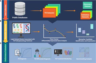 Alterations of lipid-related genes during anti-tuberculosis treatment: insights into host immune responses and potential transcriptional biomarkers